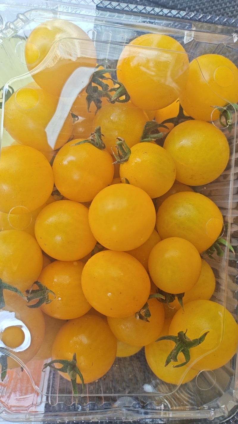 黄金小番茄