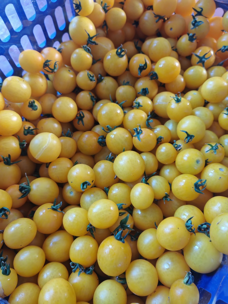 黄金小番茄