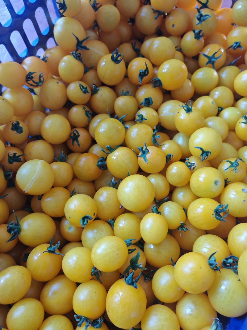 黄金小番茄