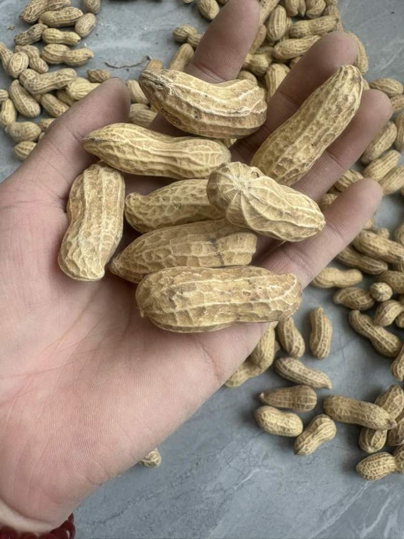 精选黑花生皮白颜色好不是通货