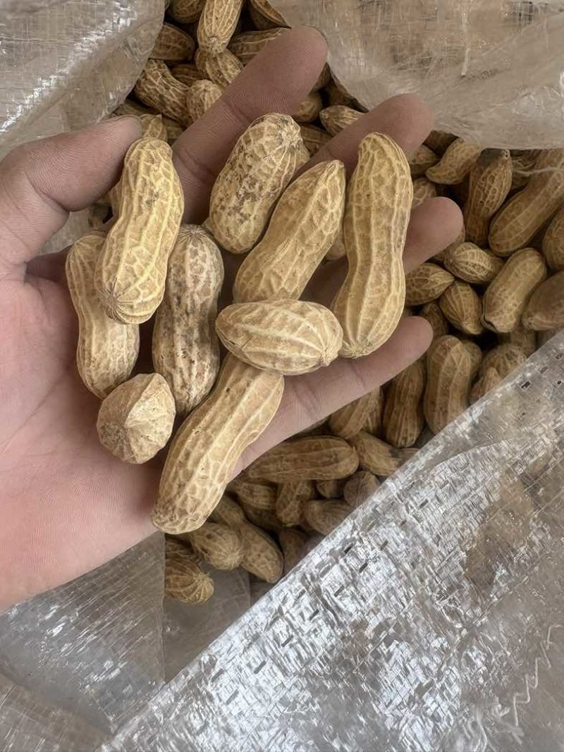 精选黑花生皮白颜色好不是通货