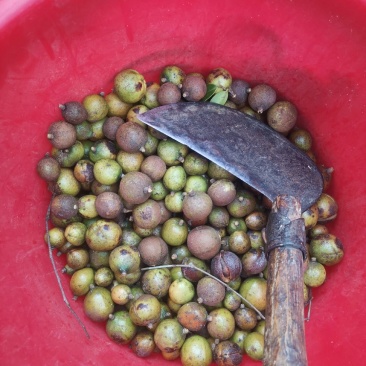 山茶油