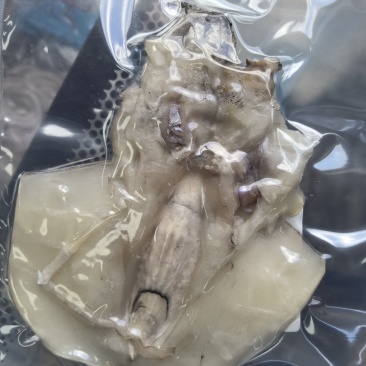 风味墨鱼