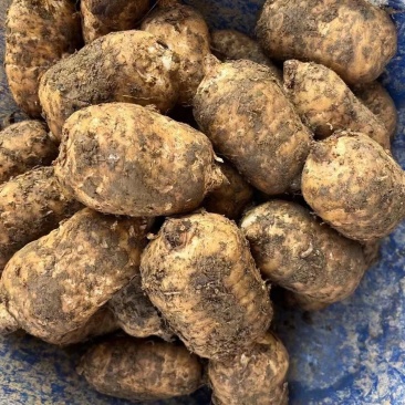 昭通彝良小草坝天麻