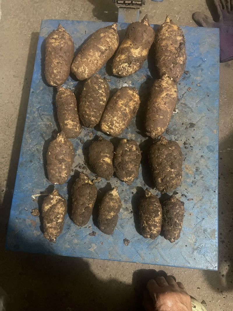 昭通彝良小草坝天麻