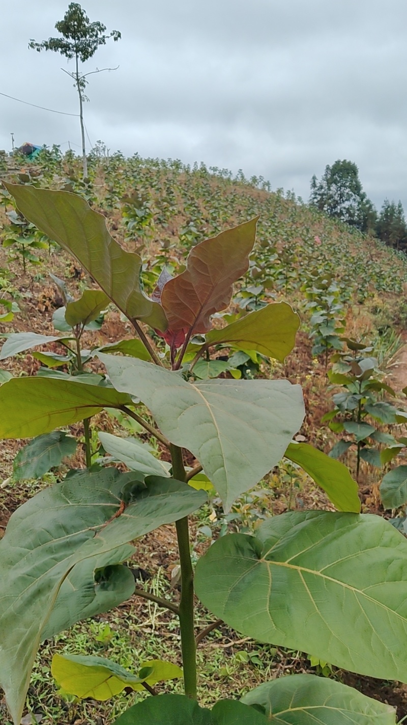 麻栗坡八布方向，红皮木薯