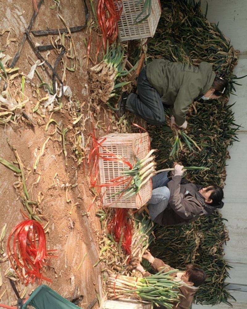 山东铁杆大葱净葱，葱段