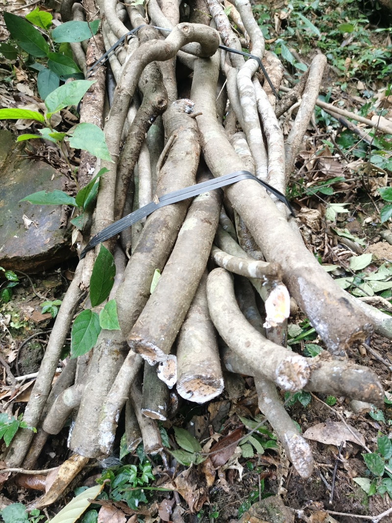 现季**，百年老藤（杜仲）