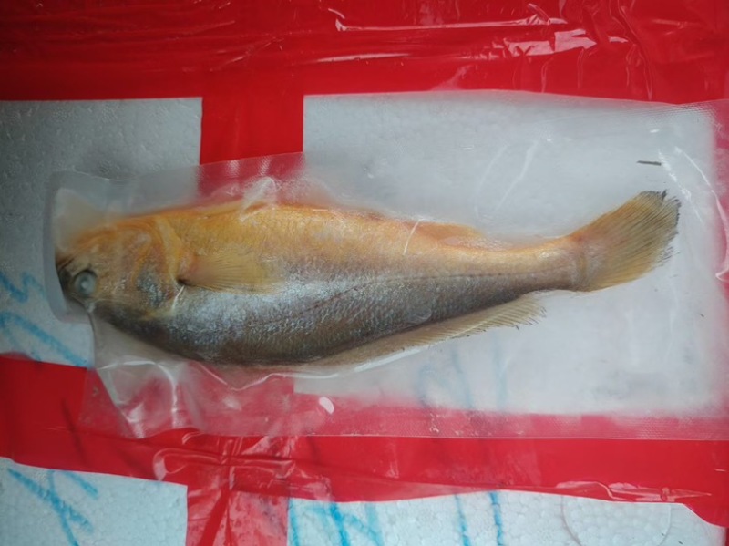 200/250黄鱼🐟