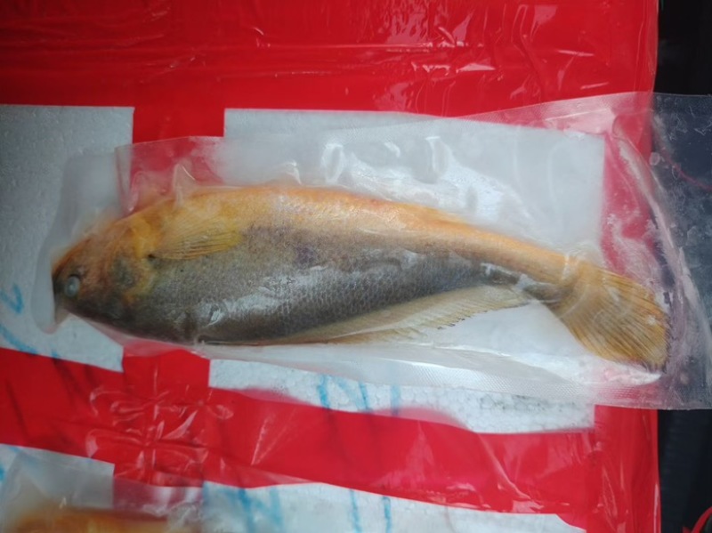 200/250黄鱼🐟