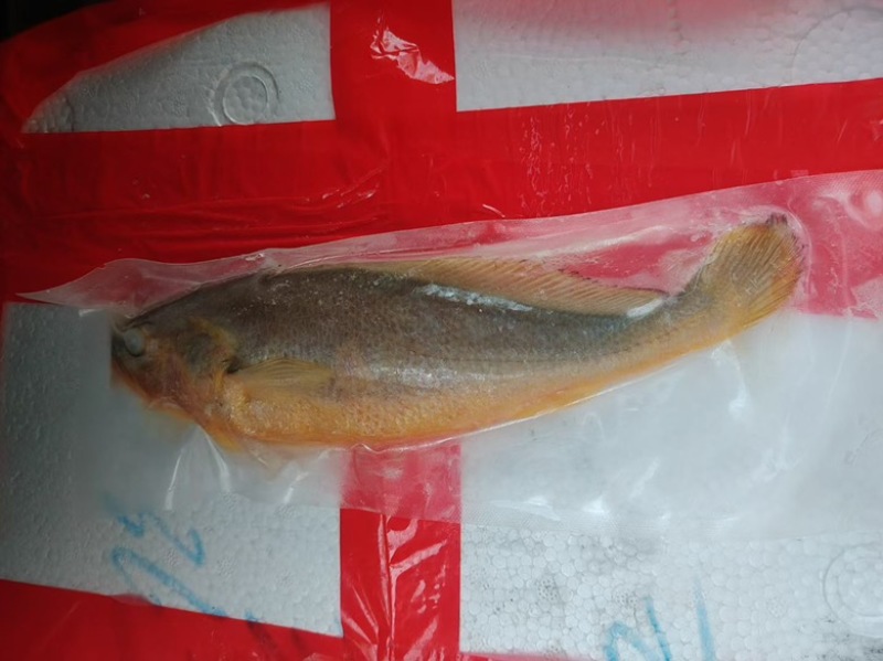 200/250黄鱼🐟