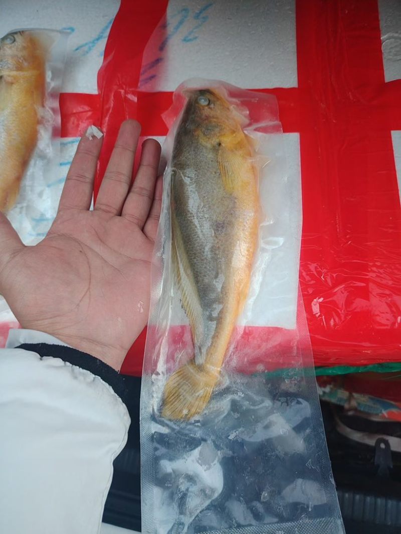 200/250黄鱼🐟