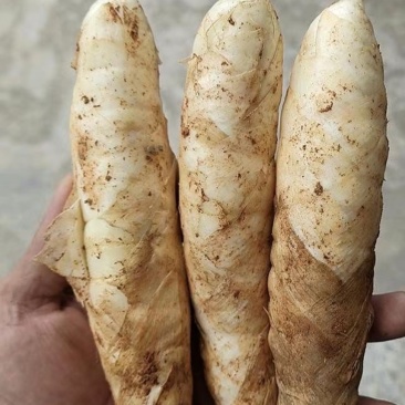 网红竹薯