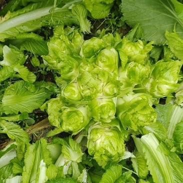 需要儿菜联系基地货