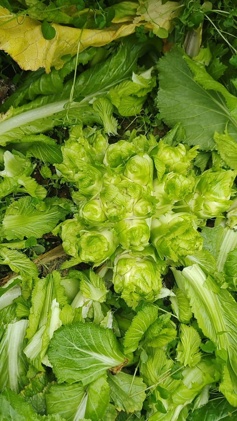 需要儿菜联系基地货
