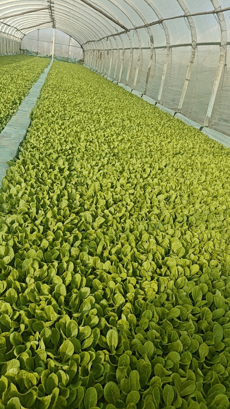 娃娃菜苗