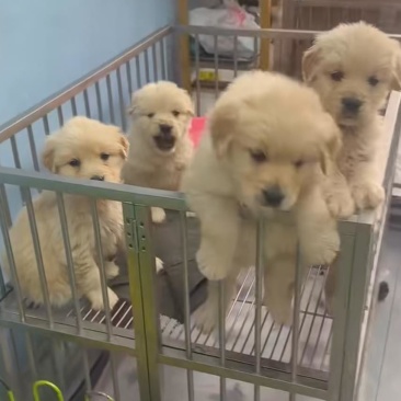 金毛犬