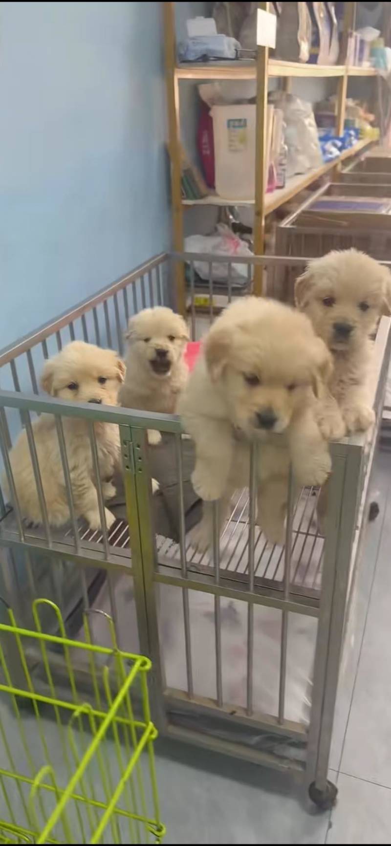 金毛犬