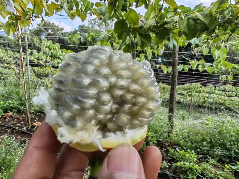 香甜可口，口感的话就是香甜浓郁的花香味，双版纳热情股果称爱情
