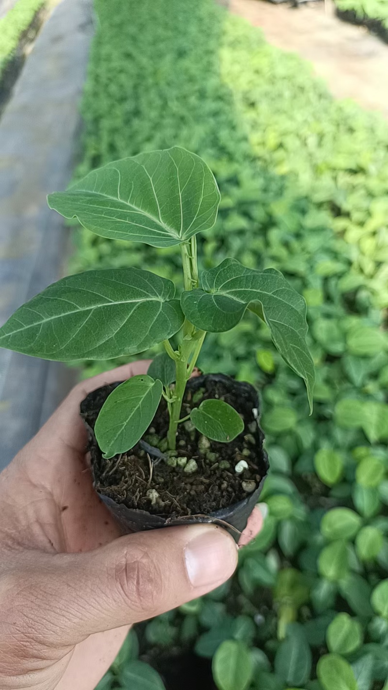 香甜可口，口感的话就是香甜浓郁的花香味，双版纳热情股果称爱情