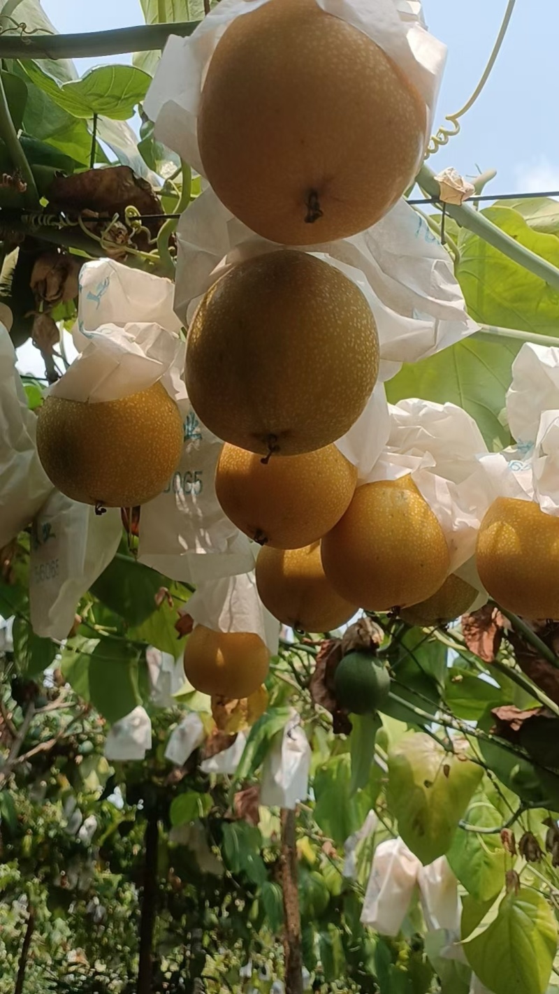 香甜可口，口感的话就是香甜浓郁的花香味，双版纳热情股果称爱情