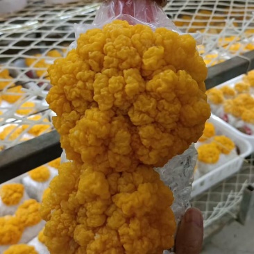金耳