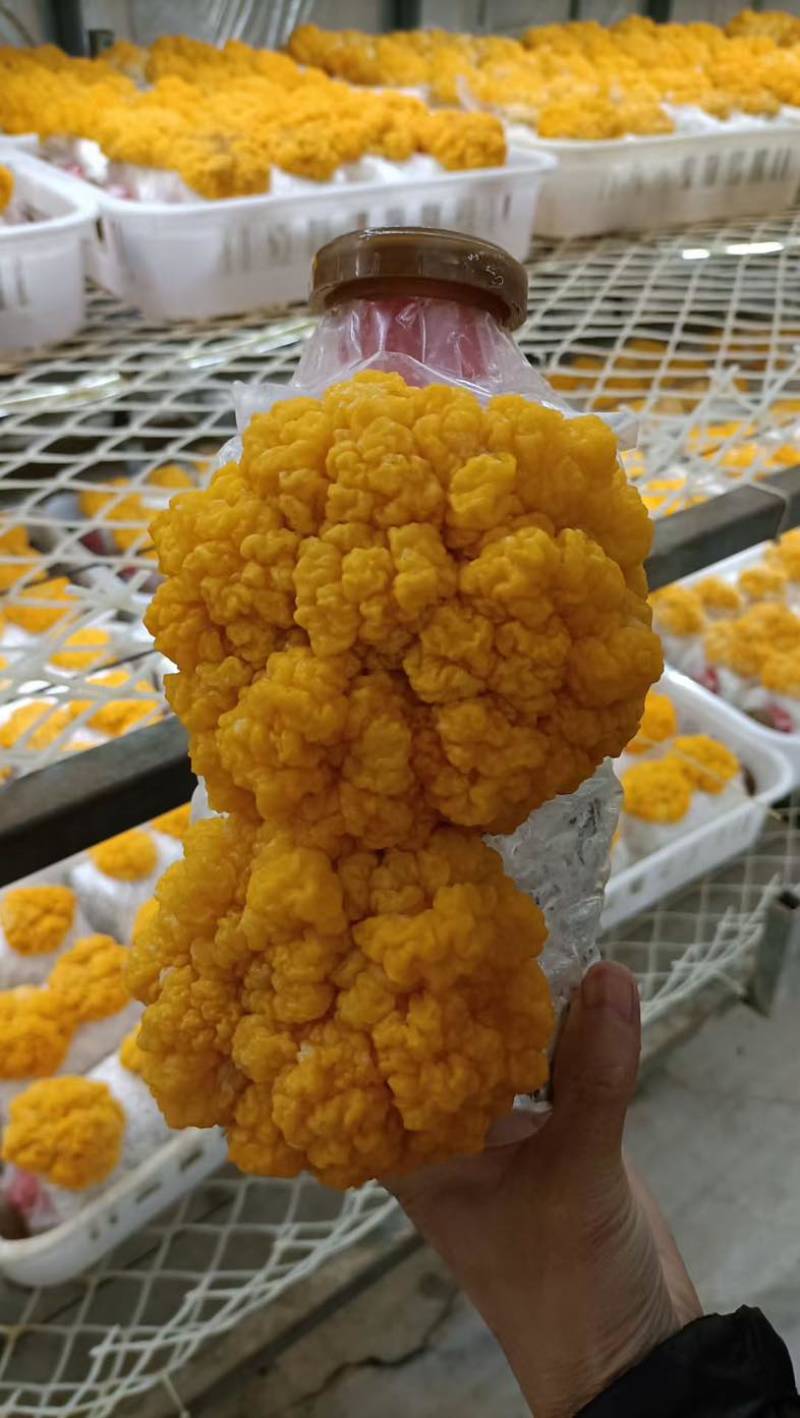 金耳