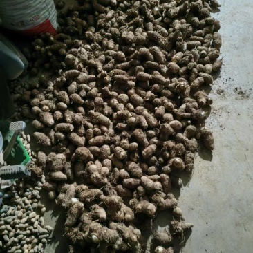 自家种的小笨芋头，软糯香甜营养丰富色香味俱全
