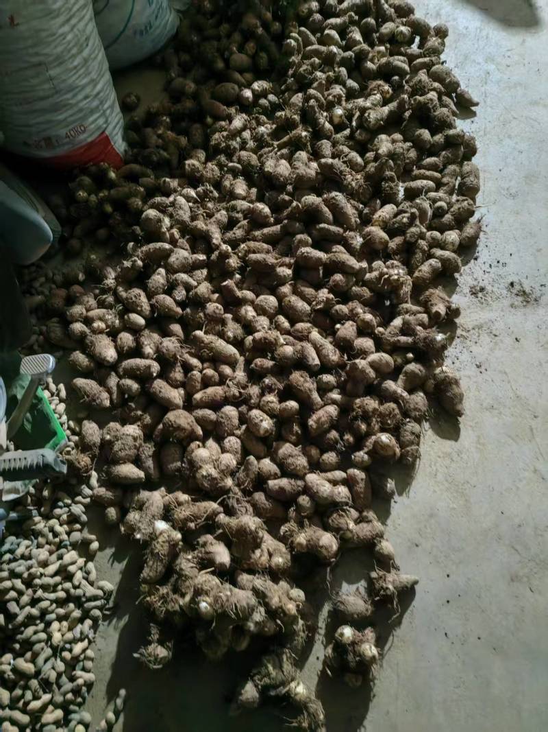 自家种的小笨芋头，软糯香甜营养丰富色香味俱全