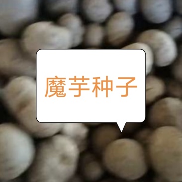 珠芽魔芋种子/魔芋种子/产区直发/大量现货/欢迎