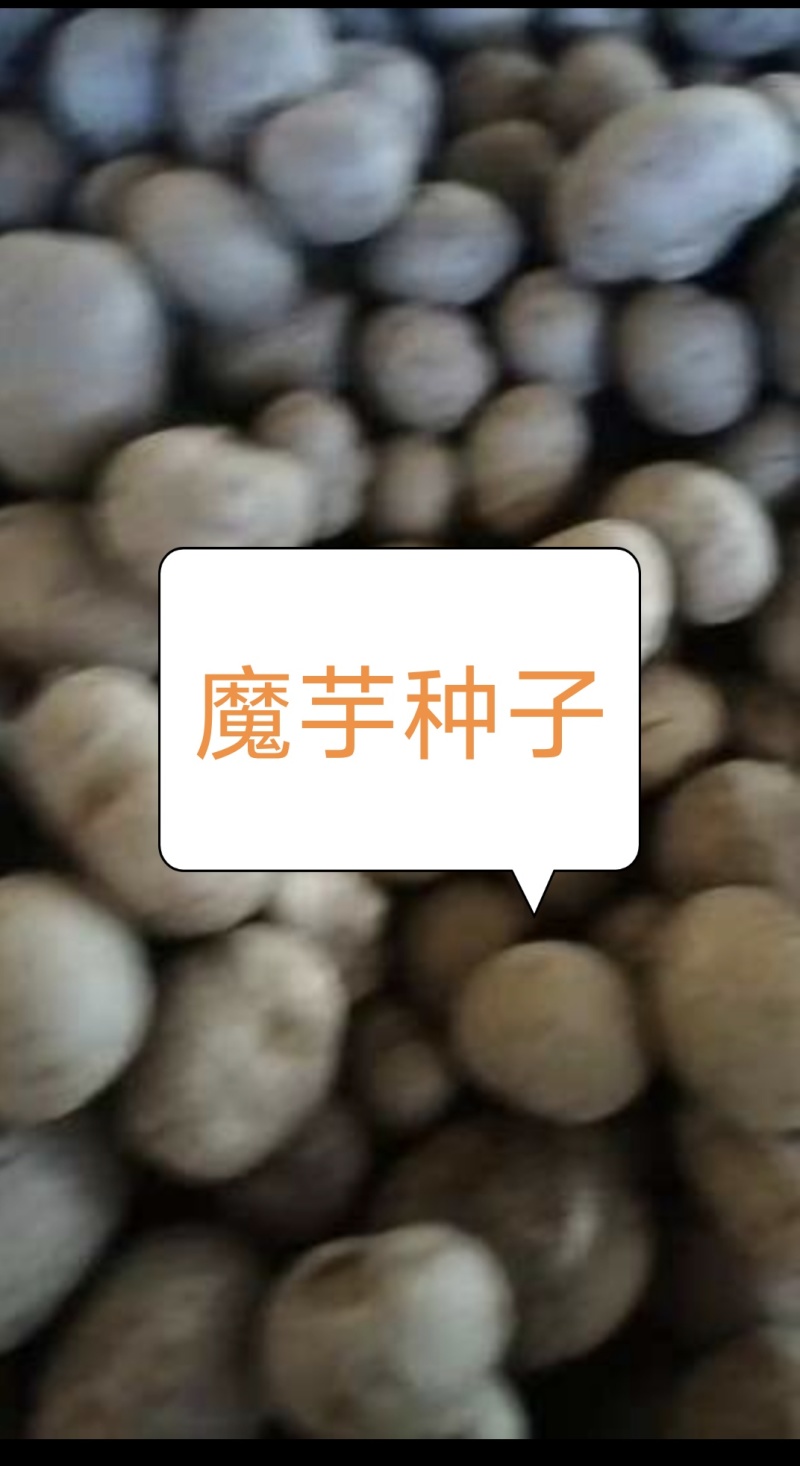 珠芽魔芋种子/魔芋种子/产区直发/大量现货/欢迎