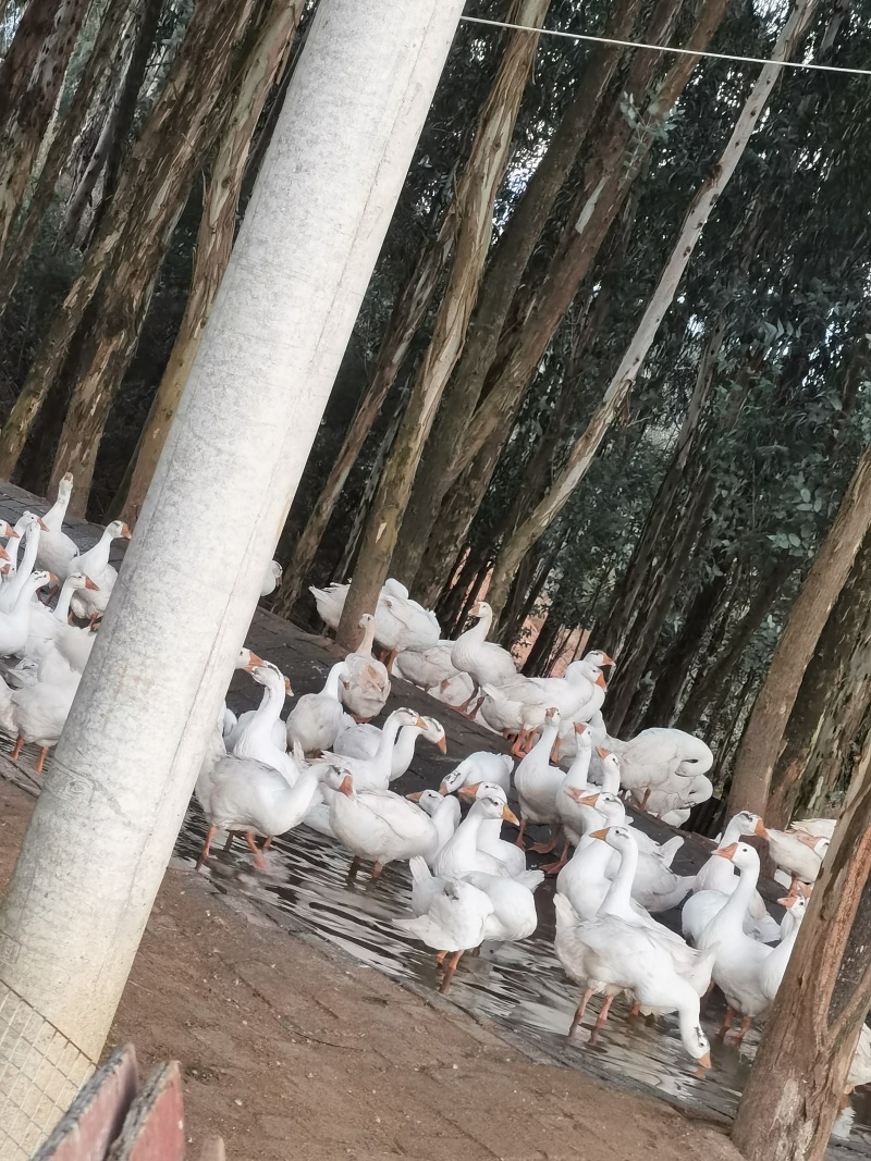 昆明嵩明县生态养殖，大三花鹅