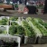 叶子菜:小白菜上海青