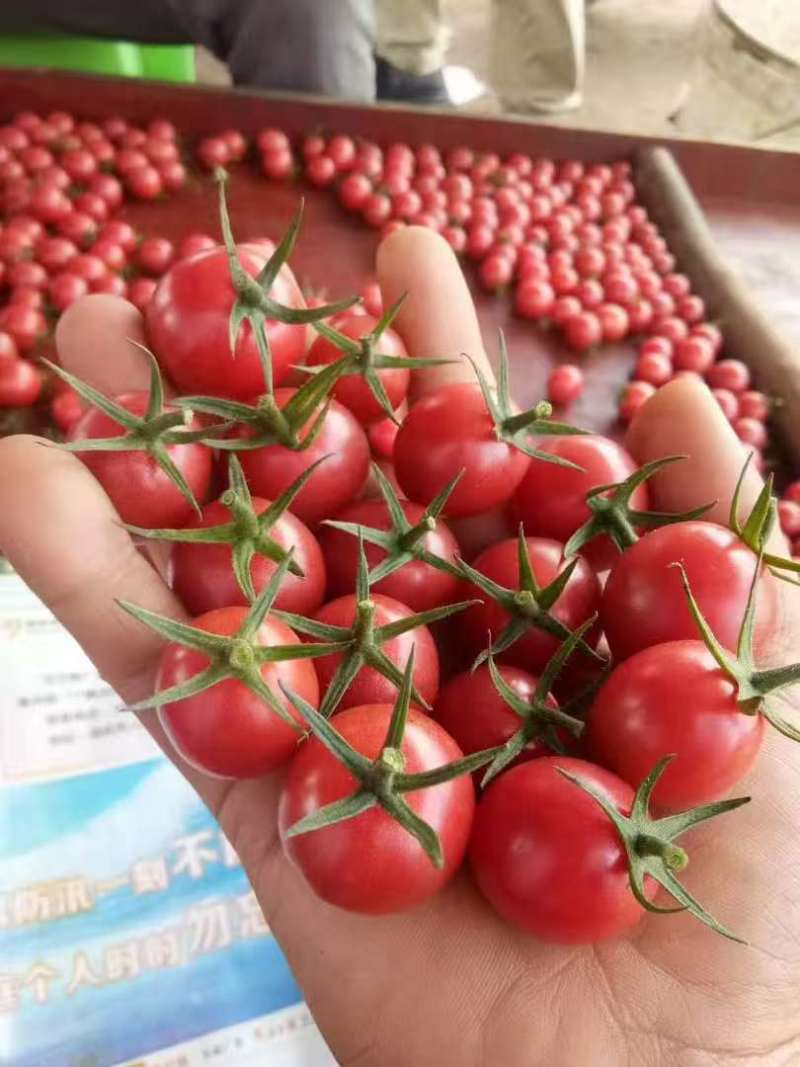 大量供应电白千禧圣女果一手货源供应市场商超社区团购