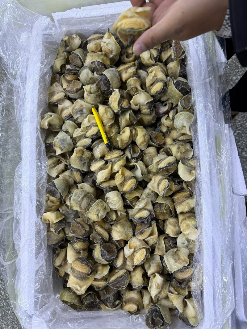 海螺肉