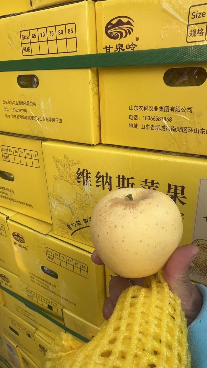 维纳斯黄金苹