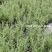粒粒香煎牛排/