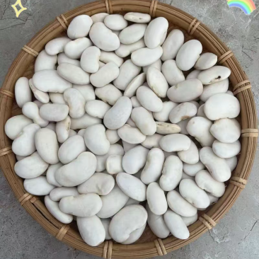 云南白云豆
