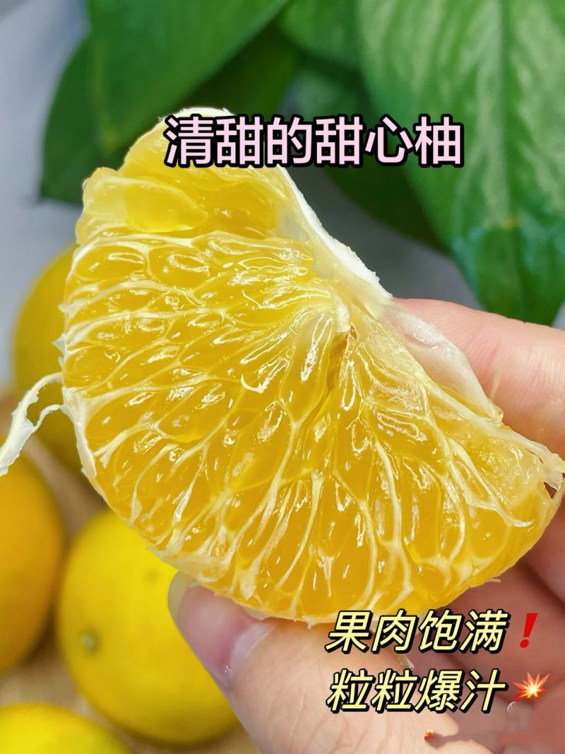 福建甜心柚