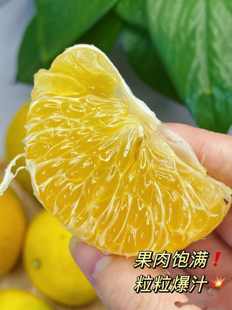 自家种植桔柚有需要的老板欢迎来采购