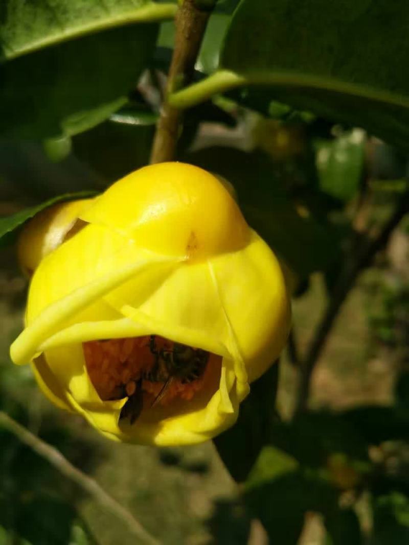 国宝金花茶