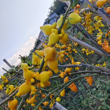 五代同堂黄金果