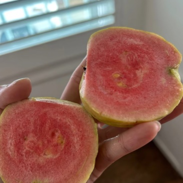 红宝石番石榴苗/树苗）红肉品种，爽脆清甜，就像吃哈密瓜一样