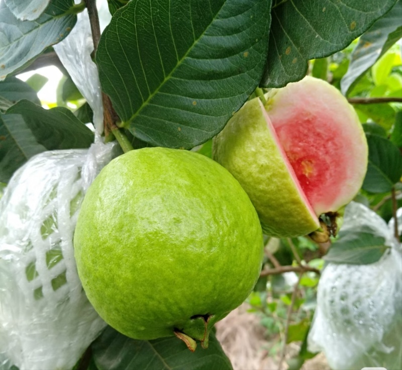 红宝石番石榴苗/树苗）红肉品种，爽脆清甜，就像吃哈密瓜一样