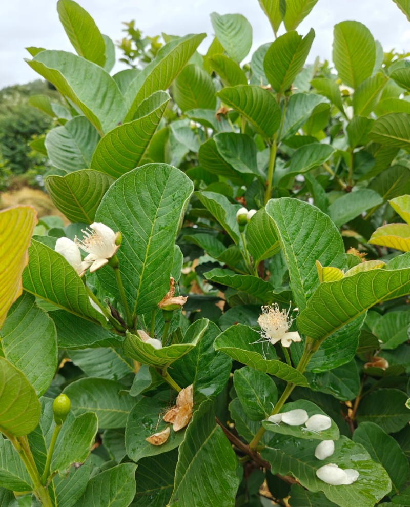 红宝石番石榴苗/树苗）红肉品种，爽脆清甜，就像吃哈密瓜一样