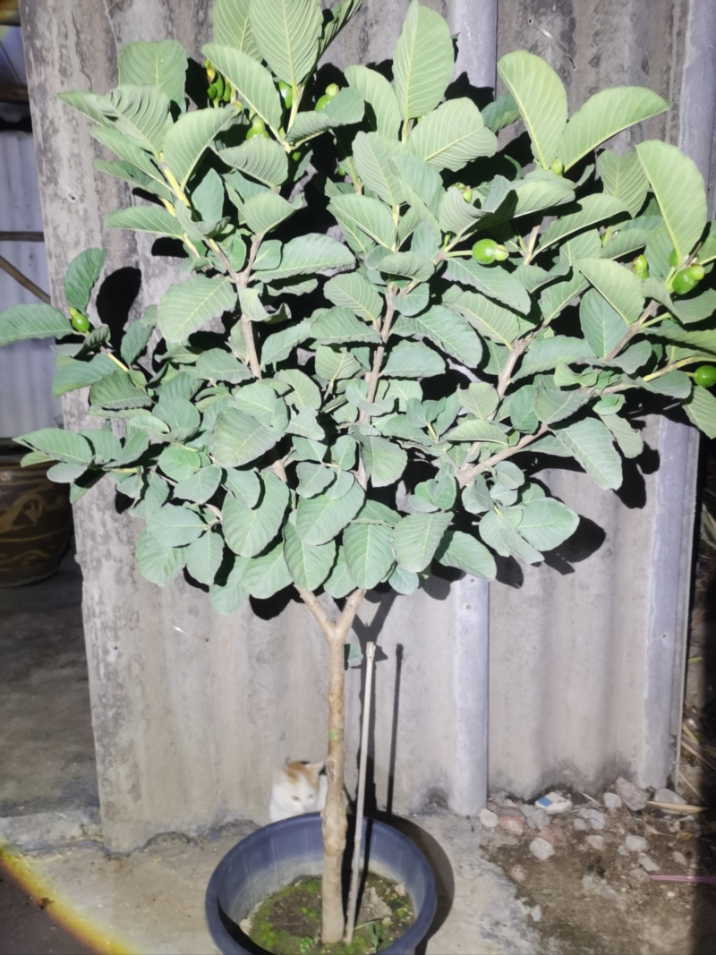 红宝石番石榴苗/树苗）红肉品种，爽脆清甜，就像吃哈密瓜一样