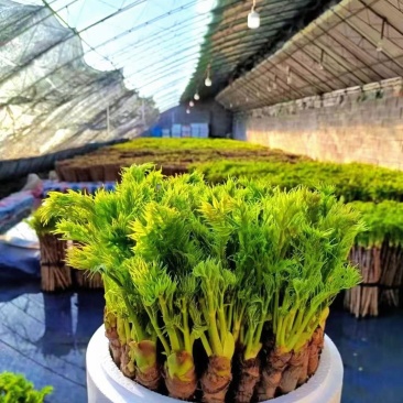 返季节山野菜刺嫩芽