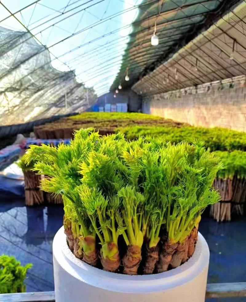 返季节山野菜刺嫩芽