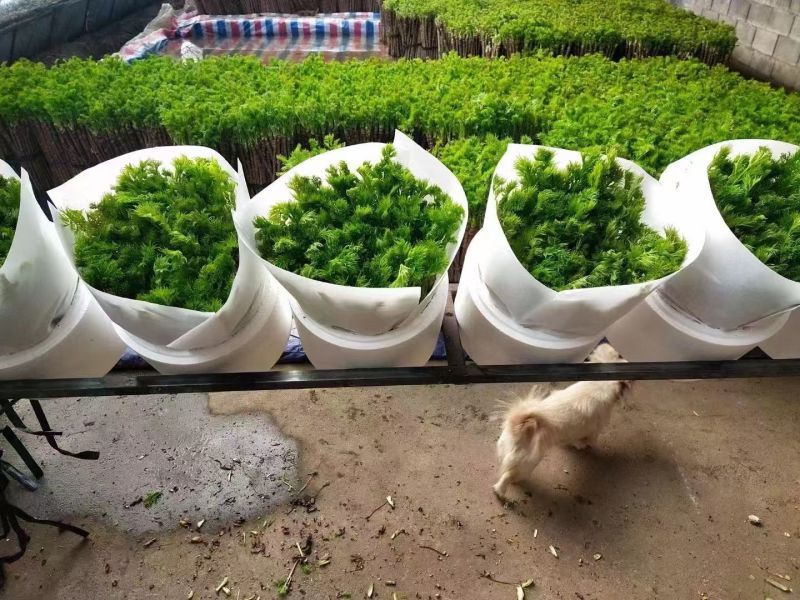 返季节山野菜刺嫩芽