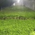 返季节山野菜刺嫩芽